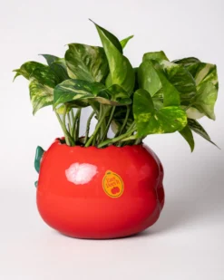 Apple Planter