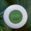 Birdie Disc - Forest