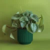 Monroe Planter - Rainforest