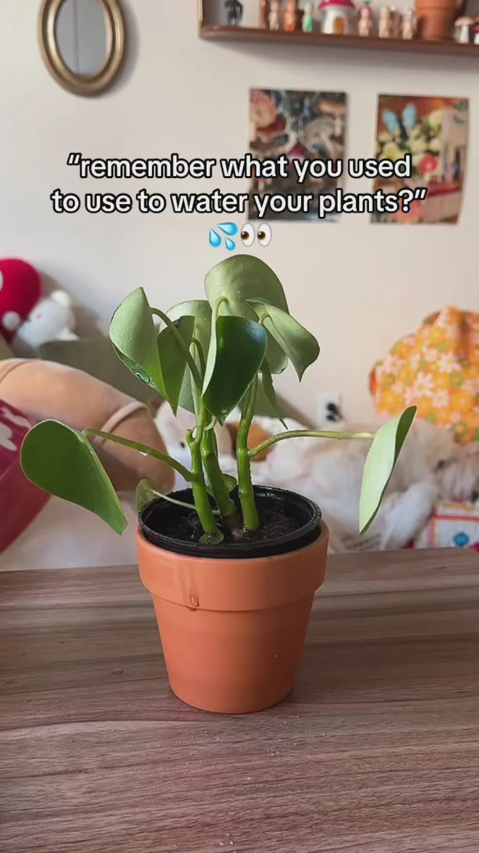 Tomato Plant Mister